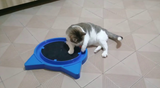 Brinquedo Para Gatos - Arranhador Super Cat Relax Pop - Com Bolinha - Furacão Pet